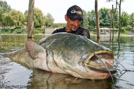 Thủy quái hơn 1 tạ sa lưới, cần thủ quyết định bất ngờ