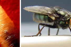 Loài giòi ăn thịt tái xuất tại vùng biên giới Mỹ - Mexico