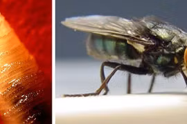 Loài giòi ăn thịt tái xuất tại vùng biên giới Mỹ - Mexico