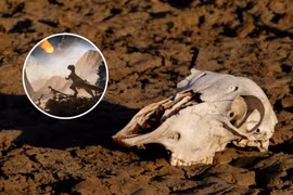 Trái Đất trước thảm họa tuyệt chủng thứ sáu, con người thành 'kẻ hủy diệt'