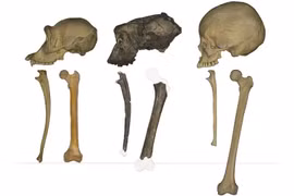 Phát hiện xương đùi 7 triệu năm tuổi tiết lộ loài linh trưởng đi thẳng