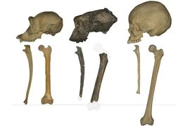 Phát hiện xương đùi 7 triệu năm tuổi tiết lộ loài linh trưởng đi thẳng