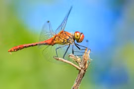 “Thiên địch” của muỗi tiền triệu mỗi cân, Việt Nam có nhiều