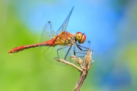 “Thiên địch” của muỗi tiền triệu mỗi cân, Việt Nam có nhiều