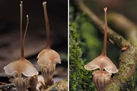 Phát hiện loài thực vật mới cực kỳ quý hiếm ở Malaysia