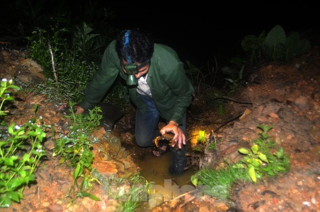 Độc chiêu dùng mắm tôm săn cua đá lúc nửa đêm kiếm tiền triệu