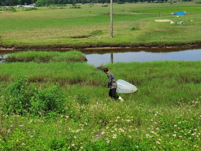 Săn tôm bay trên đồng, kiếm tiền triệu mỗi ngày