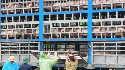 Lợn nhiễm dịch tả châu Phi ra thị trường... nguy hại sao?