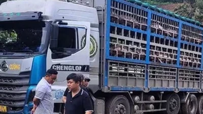 Xe tải chở 14 tấn heo bị dịch tả châu Phi về Hà Nội tiêu thụ