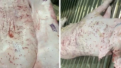 Công ty C.P. VN bị "tố" bán thịt lợn bệnh, công an vào cuộc
