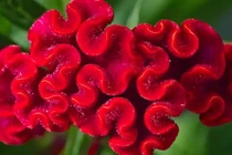 Cây cảnh dân dã trổ hoa rực rỡ, hút may mắn đầu mùa