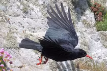 Sửng sốt trí thông minh của loài quạ, sánh ngang cá heo... nói như người