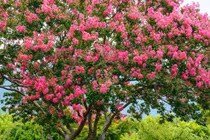 Nhà có cây ‘Tử khí Đông lai’, tài lộc đổ về cuồn cuộn