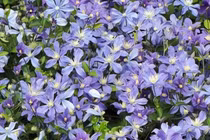 Cây cảnh tạo cơn sốt với hoa đổi màu đẹp như phép thuật