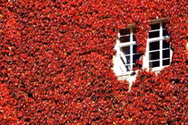 Cây cảnh đổi màu rực rỡ, hút tài lộc, bình an vào nhà