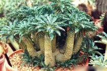 Độc lạ loài cây mặt trời 5.000 đô giúp gia chủ phát tài