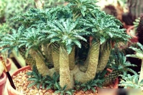 Độc lạ loài cây mặt trời 5.000 đô giúp gia chủ phát tài