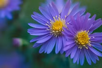 Giờ sinh vàng mười, lớn lên mang lại vinh dự cho gia tộc