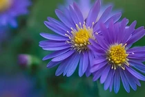 Giờ sinh vàng mười, lớn lên mang lại vinh dự cho gia tộc