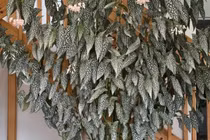 Loài cây 'thiên thần',mang điềm lành, may mắn vào nhà