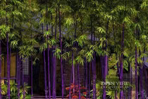 Top 4 cây cảnh sang trọng, quý phái... hút may mắn cho gia chủ