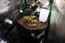 Lập trình viên cho AI trồng cà chua để thử giới hạn thật 