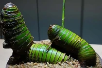 Cây cảnh mọc đầy đường Việt Nam bất ngờ hóa báu vật phong thủy