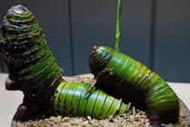 Cây cảnh mọc đầy đường Việt Nam bất ngờ hóa báu vật phong thủy