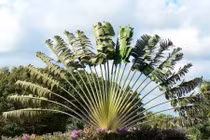 Cây cảnh quạt gió khổng lồ, mang phong thủy may mắn đến sân vườn nhà