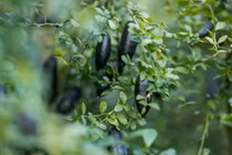 Loại cây độc lạ, quả hình ngón tay ngon tựa trứng cá muối