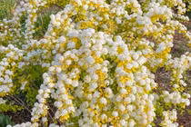 Độc lạ loài cây nở hoa như tuyết phun, chiêu may rước lộc