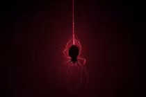 "Phù phép" nhện nhả tơ phát sáng nhờ công nghệ chỉnh sửa gen 