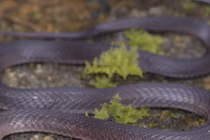 Việt Nam phát hiện loài rắn mới trên đỉnh Fansipan 2.600m