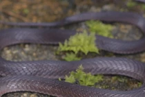 Việt Nam phát hiện loài rắn mới trên đỉnh Fansipan 2.600m