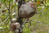 Kỳ lạ loài cây quý hiếm sống cộng sinh cùng kiến trong rừng