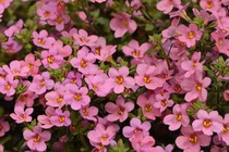 Cây cảnh hoa nở bốn mùa, hút tài lộc, may mắn vào nhà