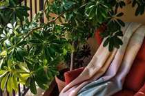 Cây cảnh hút tiền đại gia chuộng, đặt 3 chỗ này cực phát tài