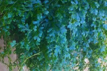 Cây cảnh mềm như cỏ, xanh thiên thanh, hút tài lộc cực mạnh