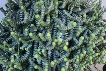 5 cây cảnh như bùa may mắn, đặt ở phòng khách, thu hút tài lộc