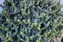 5 cây cảnh như bùa may mắn, đặt ở phòng khách, thu hút tài lộc