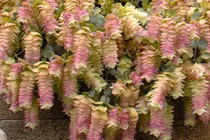 Lạ lùng loài hoa nở quanh năm, đổi màu theo mùa đẹp mê hoặc