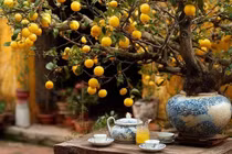 Lỡ trồng 4 cây cảnh này sai chỗ, gia chủ khó giữ phú quý