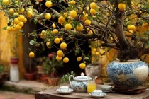 Lỡ trồng 4 cây cảnh này sai chỗ, gia chủ khó giữ phú quý