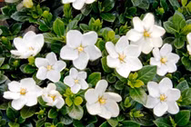 Trồng ngay cây cảnh này, tiền vào như nước, tài lộc đầy nhà