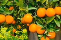 5 cây cảnh thần hộ mệnh giúp gia chủ hút lộc, giữ bình an quanh năm