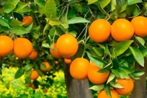 5 cây cảnh thần hộ mệnh giúp gia chủ hút lộc, giữ bình an quanh năm