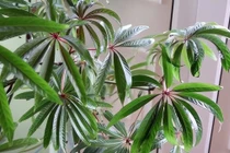 Cây cảnh đẹp hút hồn, trồng trong nhà lộc về từ mọi hướng