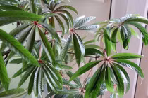 Cây cảnh đẹp hút hồn, trồng trong nhà lộc về từ mọi hướng