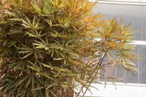 3 cây cảnh trồng trong phòng khách giúp hút tài lộc, thịnh vượng dài lâu