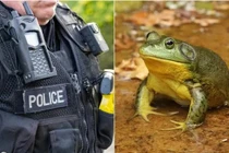 Dùng AI viết báo cáo, cảnh sát Mỹ bị “biến thành ếch”